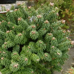 Sapin Nain - Abies Balsamea Piccolo