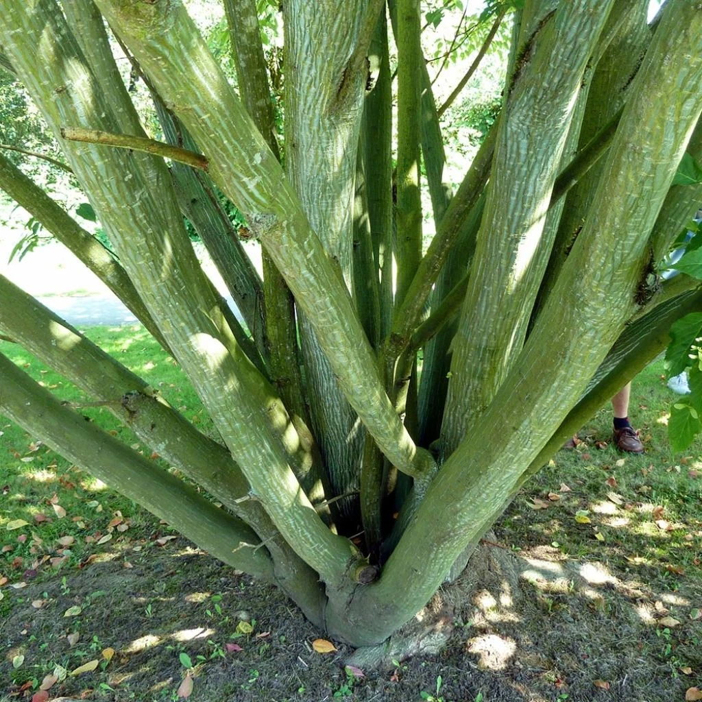 Acer Davidii - Érable à Peau De Serpent