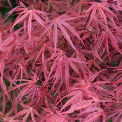 Erable Du Japon - Acer Palmatum Red Pygmy