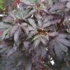 Erable Du Japon - Acer Palmatum Skeeter's Broom