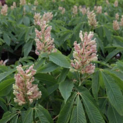 Aesculus Neglecta Autumn Fire - Marronnier D'ornement