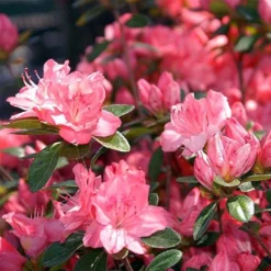 Azalée Japonaise Blaauw's Pink - Rhododendron Hybride