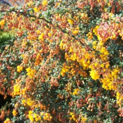 Berberis Stenophylla Corallina Compacta