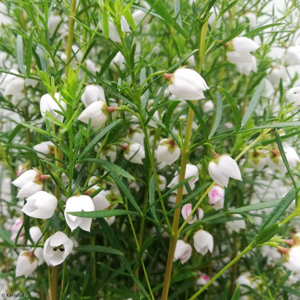 Boronia Heterophylla Ice Charlotte - Boronie à Feuilles Variées