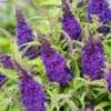 Buddleja Davidii Butterfly CandyLittle Purple - Arbre Aux Papillons Nain