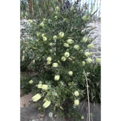 Callistemon Citrinus Albus - Rince Bouteille Blanc