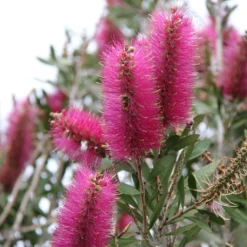 Callistemon Citrinus Mauve Mist - Rince Bouteille