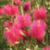 Callistemon Viminalis Hot Pink – Rince Bouteille