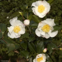 Camélia D'automne - Camellia Sasanqua Hinode-Gumo