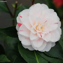 Camélia Stacy Susan - Camellia Japonica