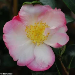 Camélia D'automne - Camellia Sasanqua Gay Border