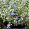 Céanothe Impressus Cool Blue - Lilas De Californie