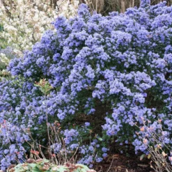 Céanothe Impressus Puget Blue - Lilas De Californie