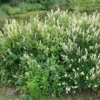 Clethra Alnifolia Hummingbird