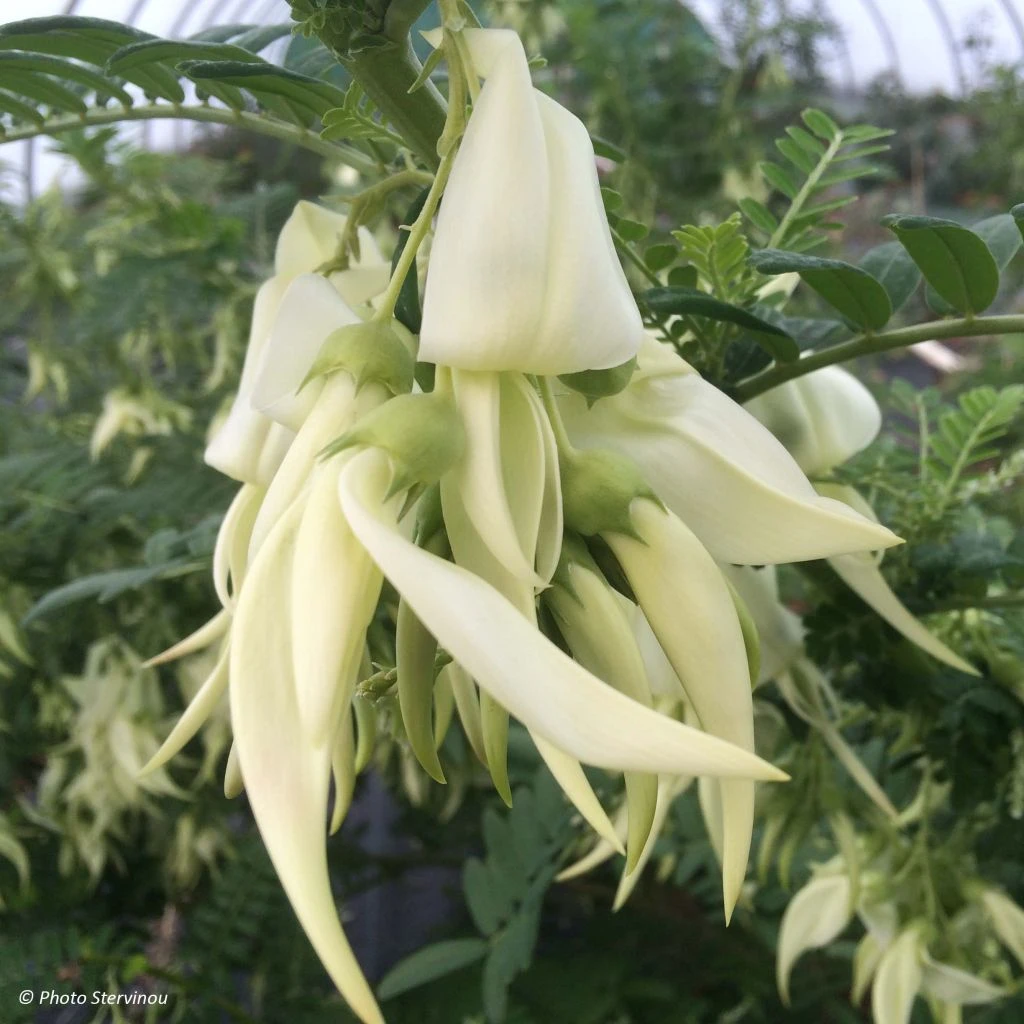 Clianthus Puniceus White Heron - Pince De Homard