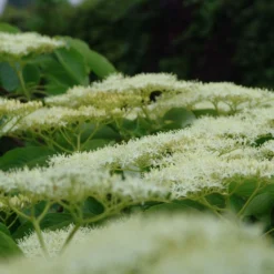 Cornus Controversa Pagoda - Cornouiller Des Pagodes