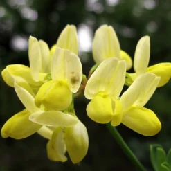 Coronille - Coronilla Valentina Subsp. Glauca Citrina