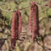 Noisetier Tortueux Pourpre - Corylus Avellana Red Majestic