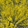 Genêt Précoce - Cytisus Praecox Allgold