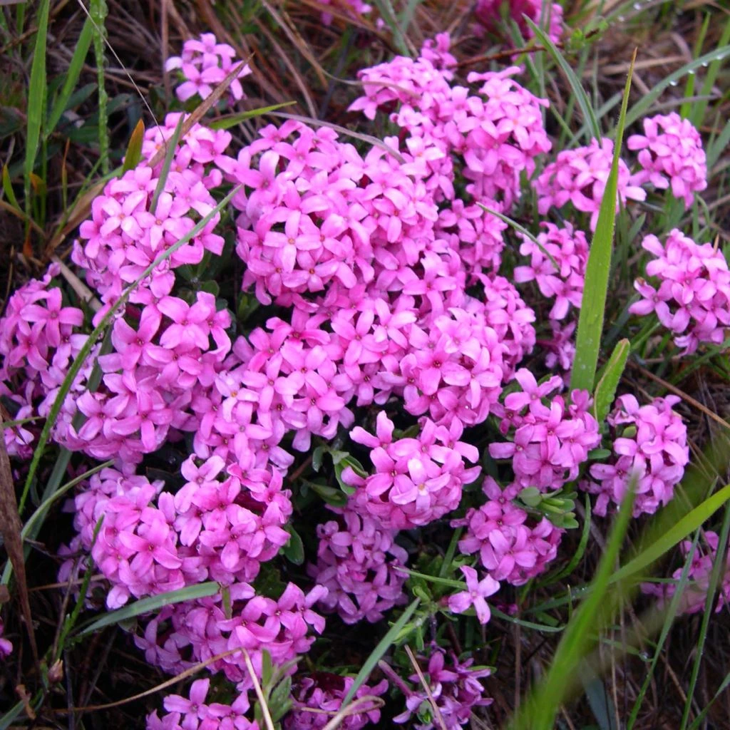 Daphne Cneorum