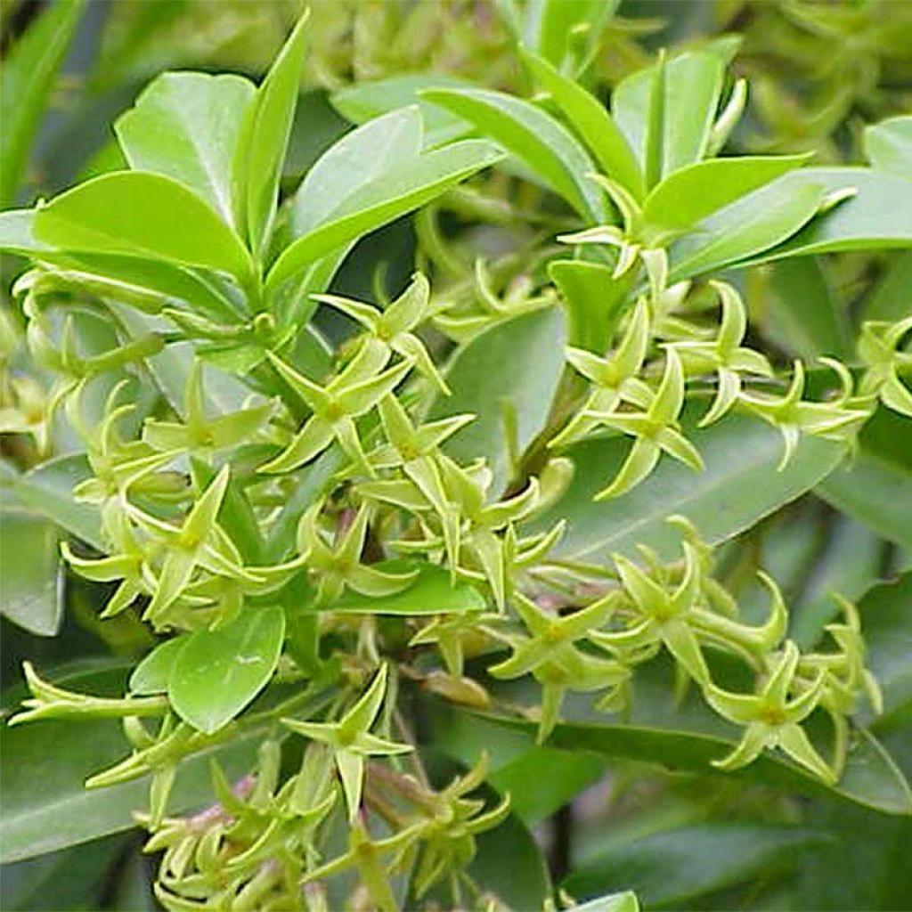 Daphne Laureola Philippi - Daphné De Philippe.