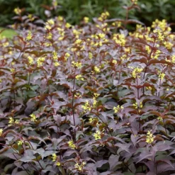 Diervilla Rivularis Troja Black - Diervillée