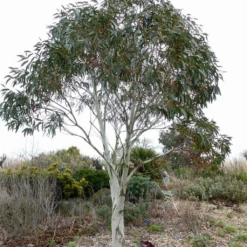 Eucalyptus Niphophila - Gommier Des Neiges