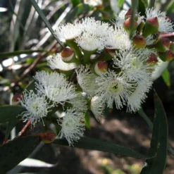 Eucalyptus Gregsoniana Ou Pauciflora Var. Nana - Gommier Des Neiges
