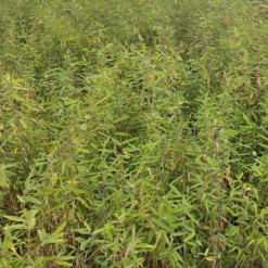 Fargesia Demissa Gerry - Bambou Non Traçant