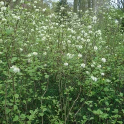 Fothergilla Major - Grand Fothergilla