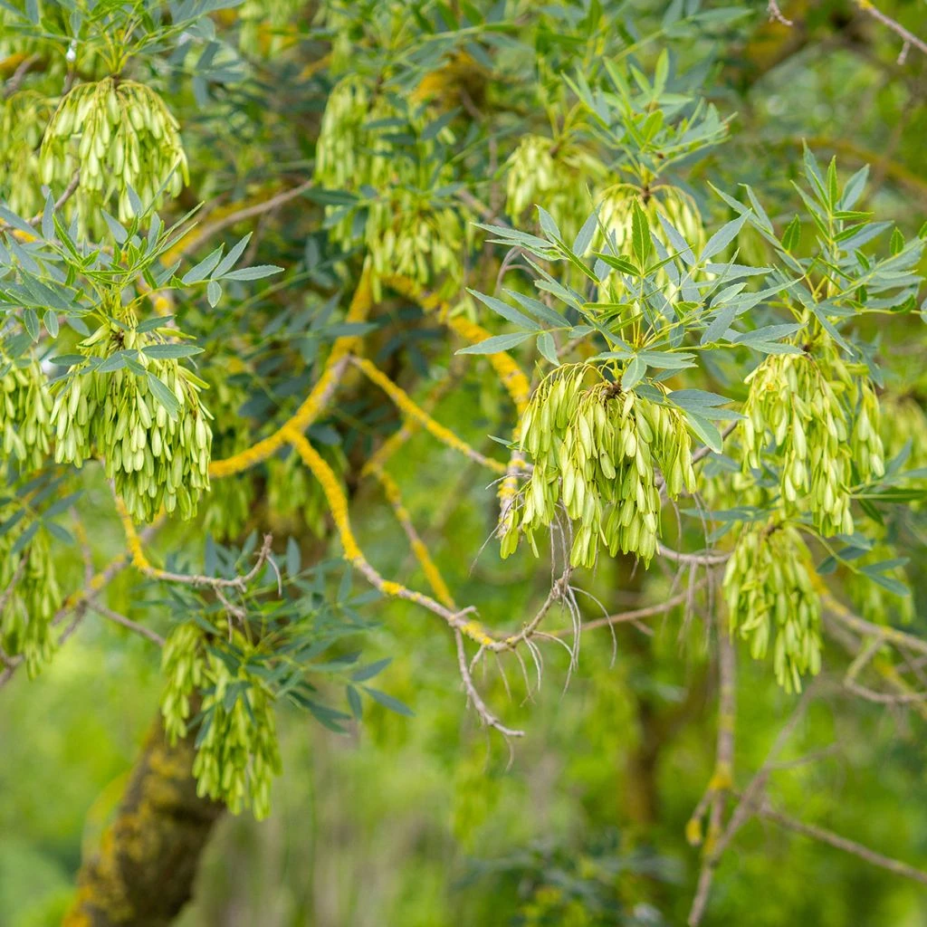 Fraxinus Angustifolia - Frêne à Feuilles étroites