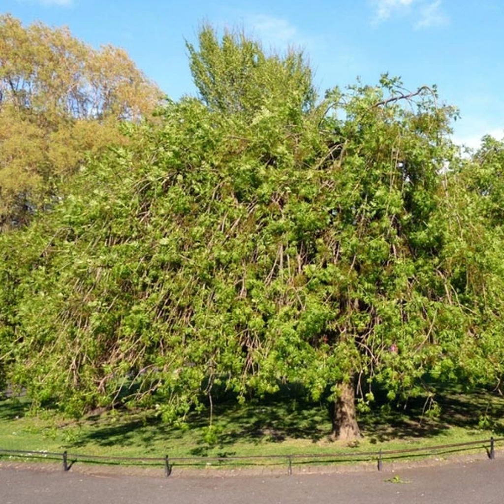 Fraxinus Excelsior Pendula - FrĂȘne Pleureur