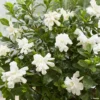 Gardenia Jasminoides Double Diamonds