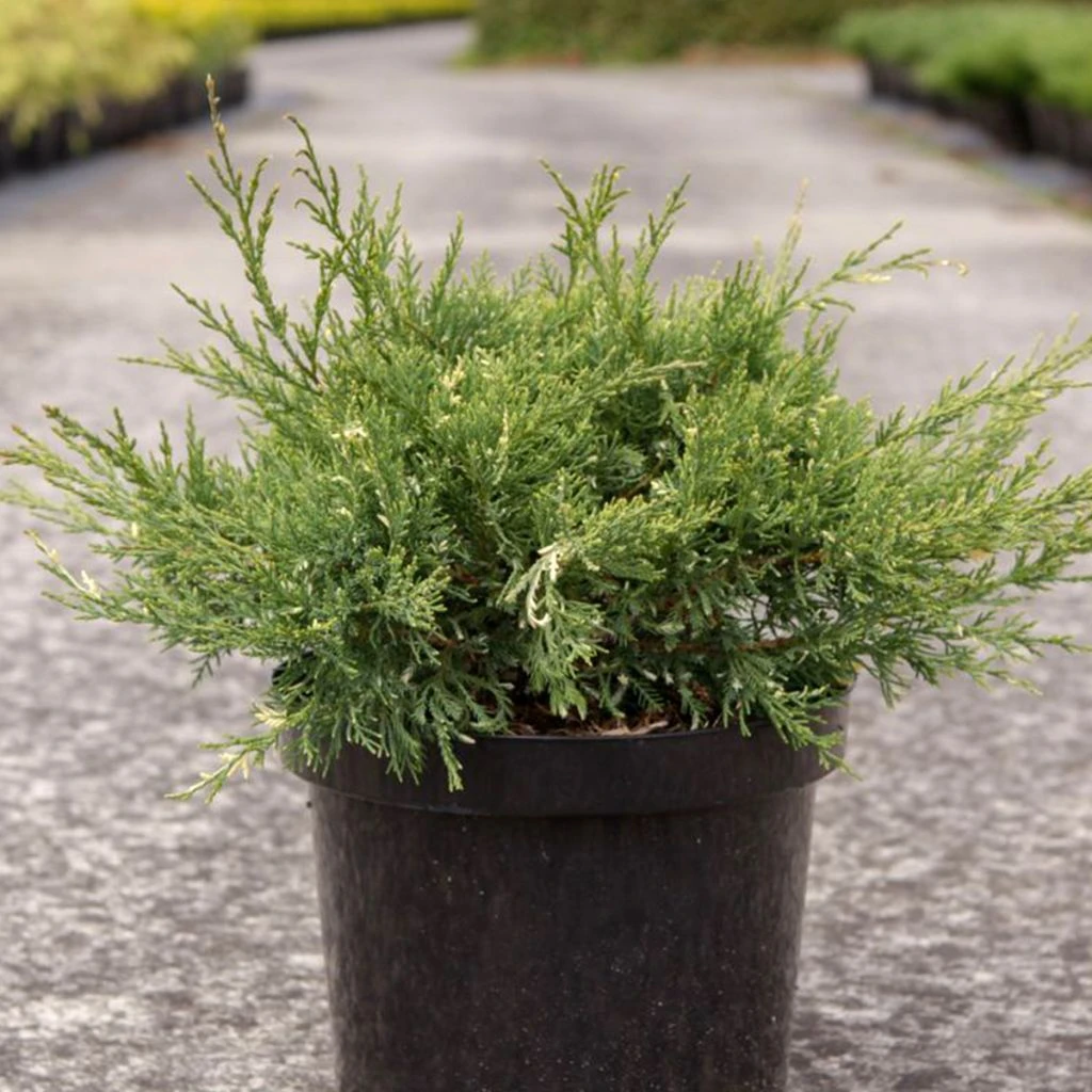 Genévrier - Juniperus Pfitzeriana White Splash