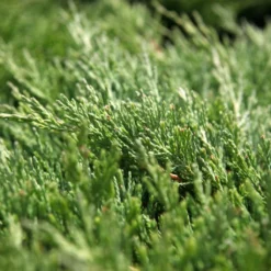 Genévrier Horizontal - Juniperus Horizontalis Andorra Compact