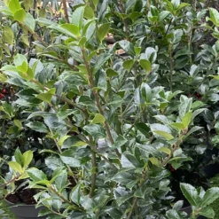 Houx - Ilex X Meserveae Heckenpracht