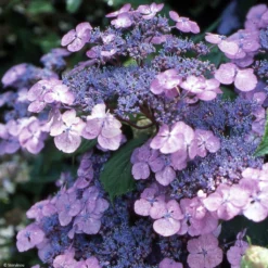 Hortensia - Hydrangea Serrata Vicomte De Kerlot