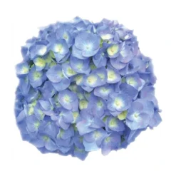 Hortensia - Hydrangea Macrophylla Bela