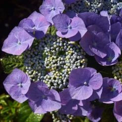 Hortensia - Hydrangea Macrophylla Blaumeise