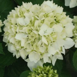 Hortensia - Hydrangea Macrophylla Sœur Thérèse
