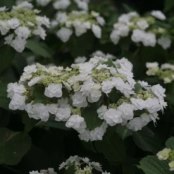 Hortensia - Hydrangea Macrophylla Wedding Gown