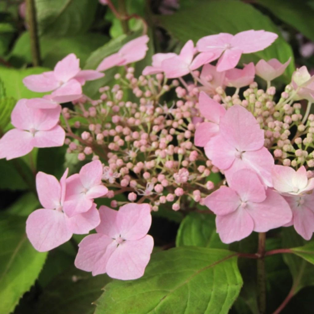 Hortensia - Hydrangea Serrata Graciosa
