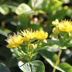 Hypericum Inodorum Magical Sunshine - Millepertuis
