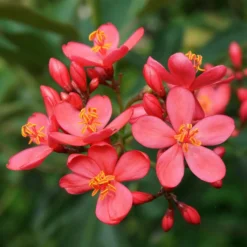 Jatropha Integerrima - Jatropha Fleur