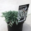 Genévrier Rampant - Juniperus Horizontalis Icee Blue