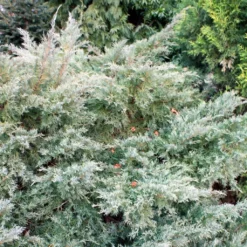 Genévrier De Pfitzer - Juniperus Pfitzeriana Glauca