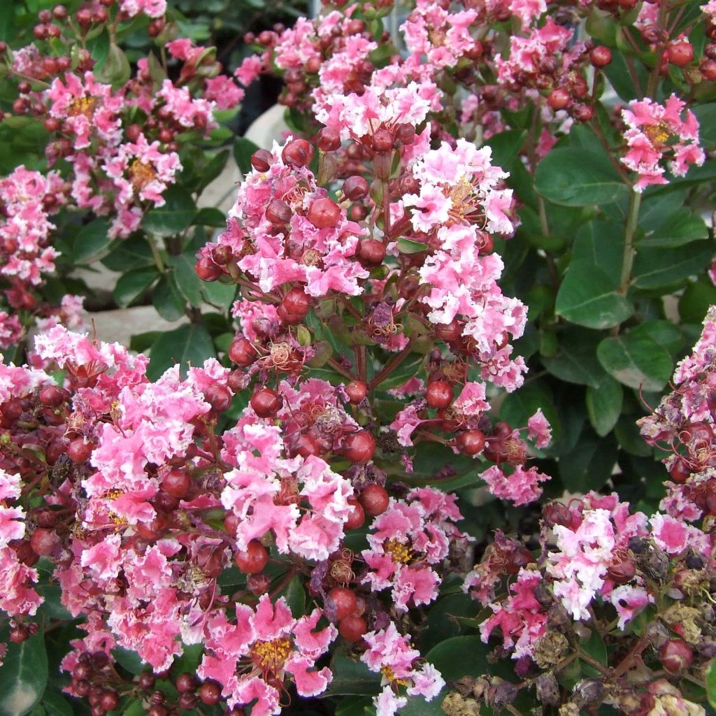 Lagerstroemia Indica Berlingot Menthe - Lilas Des Indes