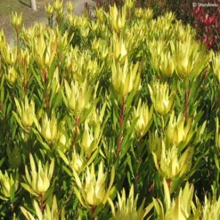 Leucadendron Inca Gold