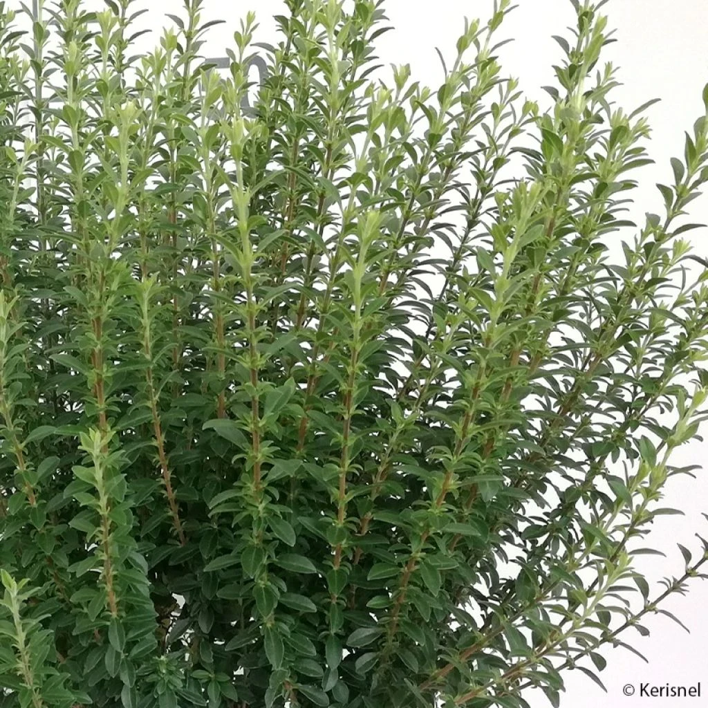 Troène De Chine - Ligustrum Sinense Eugene Clive