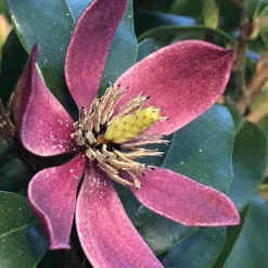 Magnolia Figo Stellar Ruby